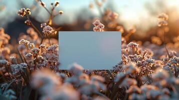 A field of flowers with a white sign in the middle photo