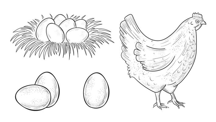 Chicken farm fresh eggs and chicken. set of sketch design elements. Hen, eggs isolated on white background. Rural natural bird farming. hand drawn vintage