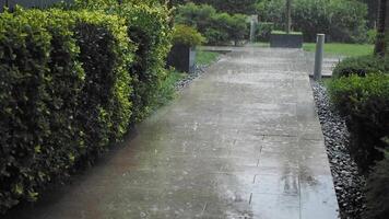 A Rainy Pathway That is Surrounded by Beautiful, Lush Greenery Extending All Around It video