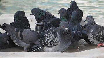 A flock of pigeons is gathering around a fresh water source in their natural habitat video