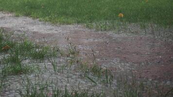 The heavy rainfall is accumulating on both the grass and the pathway, creating puddles video