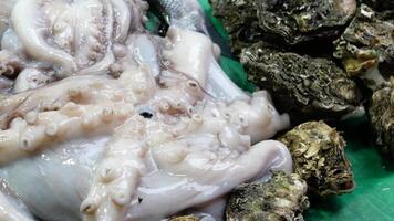 Underwater view of octopus tentacles demonstrating texture and growth in marine environment video