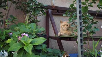 A Calm and Relaxed Ginger Cat Soaking Up Warm Sunlight in a Beautiful, Lush Garden Setting video