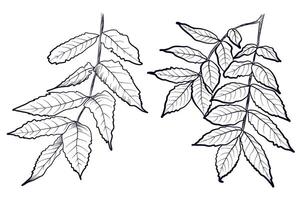 a set of black and white hand-drawn drawings of ash branches illustration vector