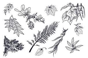 a set of hand-drawn branches of ivy, ash, thuja barberry, paparotnik, maple, birch, willow, catalpa, ash, peony vector