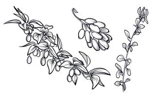 a set of black and white hand drawings of barberry berries on the branches vector
