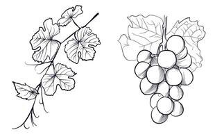 a set of hand-drawn drawings of grape brushes and branches with grape leaves vector
