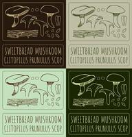 Set of drawing SWEETBREAD MUSHROOM Latin name is CLITOPILUS PRUNULUS SCOP. vector