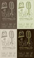 Set of drawing SHAGGY INK CAP Hand drawn illustration. Latin name is COPRINUS COMATUS MULL. vector