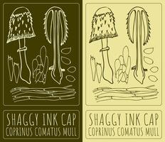 Drawing SHAGGY INK CAP. Latin name is COPRINUS COMATUS MULL. vector