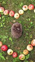 Hedgehog sleeping in grass surrounded by apples. Juicy apples placed on the ground in the form of a heart and small pretty hedgehog sleeps inside. Vertical video
