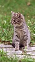 Grey kitten in grass. Frightened little cat sitting on a walkway among green grass. Beautiful gray kitten on nature. Vertical video