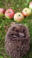 Baby hedgehog with sharp needles sleeps with opened eyes in nature. Spiky little hedgehog curled up in a ball on green grass among apples and sleep. Vertical video