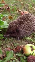 Spiny hedgehog on the ground in autumn. Little hedgehog sniffing food on the natural background. A spiky animal and apples on the grass. Vertical video