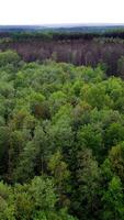 Drone view above beautiful forest. Bird's flight view of the tops of green trees of the natural environment in summer. Camera moves forward. Vertical video