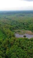 Amazing view of a small lake in forest. Beautiful landscape of natural background of various kinds of trees and a wild lake in forest. Aerial view. Slow motion. Vertical video
