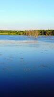 Dead Trees In The Water. Landscape abstract background. Dry dead trees without leaves in the water Vertical video