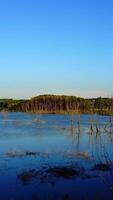 Dry Branches In The Lake. Global warming concept dead tree in the water Vertical video