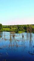 Dead Trees In The Water. Landscape abstract background. Dry dead trees without leaves in the water Vertical video