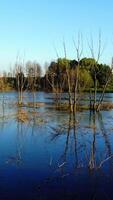 Dead Trees In The Reservoir. Aerial shot of the dead trees on a water dam in the evening light Vertical video