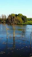 Dry Branches In The Lake. Global warming concept dead tree in the water Vertical video