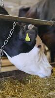Black and white cow in a dairy farm. Milk cows inside a cowshed. Farming concept of a livestock. Vertical video