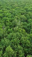 Drone view on green woodland. Summer forest from bird's fly view on the tops of trees. Camera moves forward. Vertical video