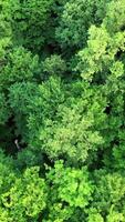 Tops of green trees outdoors in summer day. Aerial view. Camera moves rising up from green forest of dense mixed tree tops. Vertical video