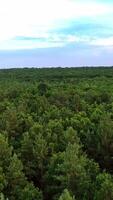 Natural aerial view of a beautiful green forest. Flying over pine tree forest in summer. Camera moves forward. Vertical video