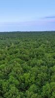 Flight over natural landscape of the forest. Beautiful view on the tops of green trees at summer day. Aerial view. Vertical video