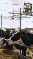 Cows eating hay inside a cowshed. Dairy cows standing in a row and eat dry grass in a farm barn. Livestock on a farm. Vertical video