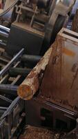 The tree sawmill factory. Logs being transferred on a log machine inside the sawmill industry. Vertical video