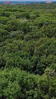 Top view from the drone to the forest. Top down aerial photography of tree within a forest. Vertical video