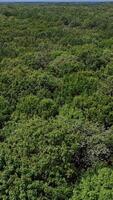 View of the trees from a bird eye view. Aerial view of flying over a beautiful green forest in a rural landscape. Vertical video