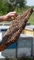 A swarm of worker bees coated the frame of honeycombs. Bee farmer checking-up the harvest in his bee farm. Bee hives in the nature backdrop in blur. Vertical video