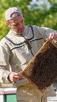 Examination of a heavy dark frame covered with bees. Adult apiarist working on a bee farm on sunny simmer day. Blurred backdrop. Vertical video
