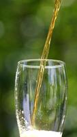 Pouring fresh beer with foam running down. Stream of beer pours into a beer glass against blur green background. Close-up. Vertical video