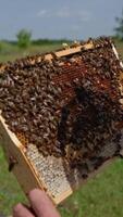 Male apiarist examining the honey comb frame full of honey and bees. Heavy frame of fresh organic honey and partially sealed. Nature backdrop. Vertical video