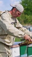 Light empty frame half-covered with bees in the hands of a male apiarist. Beekeeper shakes off the bees and puts a frame beside the hive. Apiary and nature at backdrop in blur. Vertical video