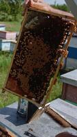Beekeeper turning honey frame in his hands for a better look. Man uses metal tool to uncover some cells on the frame. Bee farm backdrop in blur. Vertical video