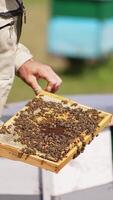 Beekeeper holding in hands a heavy frame coated with bees. Apiarist checking up his hives on sunny summer day. Vertical video