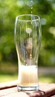 Process of pouring beer to a tall glass on a wooden table. Beer is pouring from the top into the glass with forming wavesfrom the foam. Close-up. Vertical video