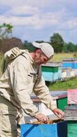 Apiculturist carefully removes a full frame from a hive. Beekeeper turning frame to the sun to look at frame better. Vertical video
