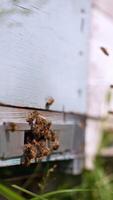 Bees flying up to their hive. Multiple insects swarming around beehive enter. Traditional bee farming concept. Vertical video