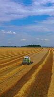 Grain harvesting combine in a sunny day. Yellow field with grain. Agricultural technique works in field. Vertical video