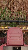 Ripe wheat crop mixed with some green weeds being mown by the modern machine harvester. View from above on the quickly rotating cutting mechanism in front of the combine. Vertical video