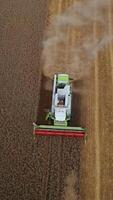 Combine harvester working in the wheat farmlands. Half of the plantation is already mown. Couple of storks walking along the cut crops. Vertical video