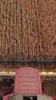 Ripe dry spikelets of wheat are mown by the big combine harvester. Mowing mechanism in the front part of machine cuts the crops. Top view. Vertical video