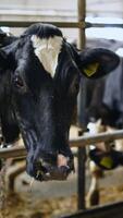 Dairy cows in farm. Farm cowshed with milking cows Vertical video