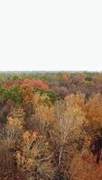 Forest view from above. Autumn forest aerial drone view Vertical video